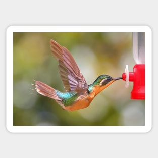 Purple-throated Mountain-gem Hummingbird Sticker